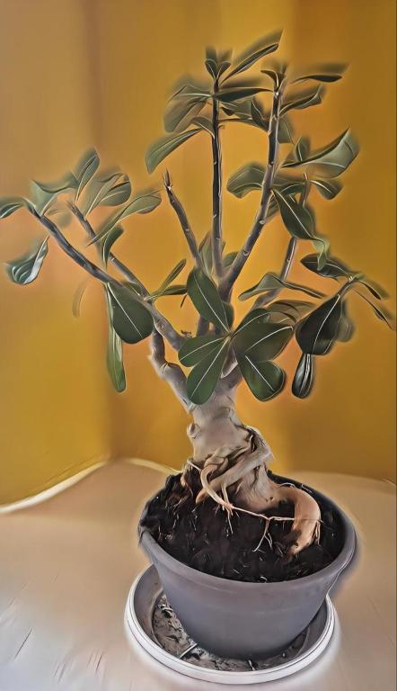 Casa Bonsai, Casa Mazzari (updated prices 2026)