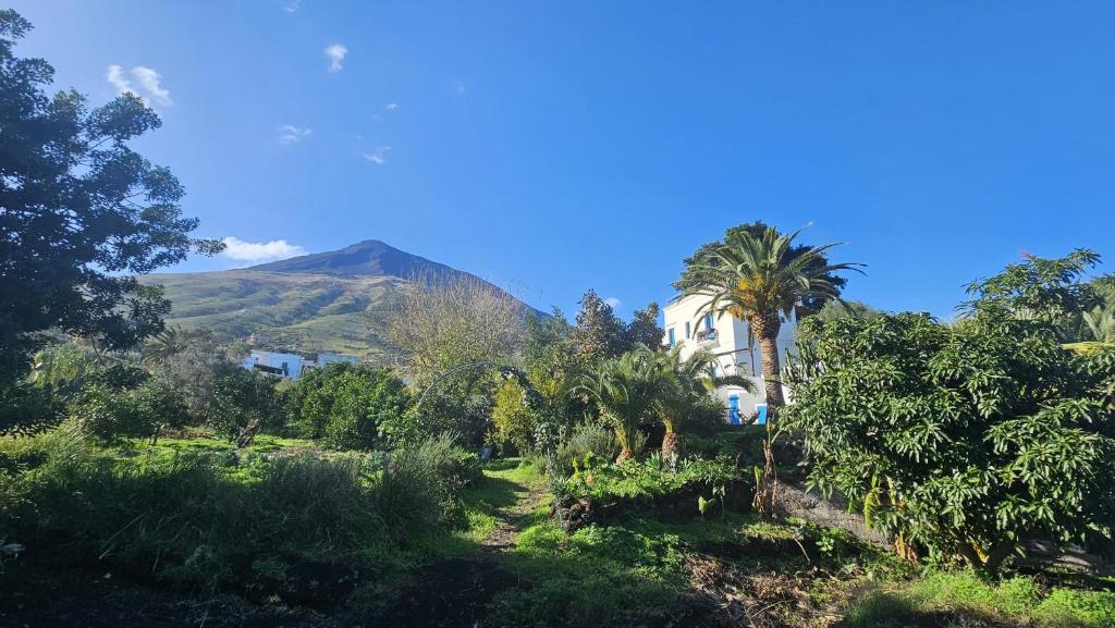 uma casa com uma palmeira e uma montanha ao fundo em La Casa di Nonna Ida em Stromboli