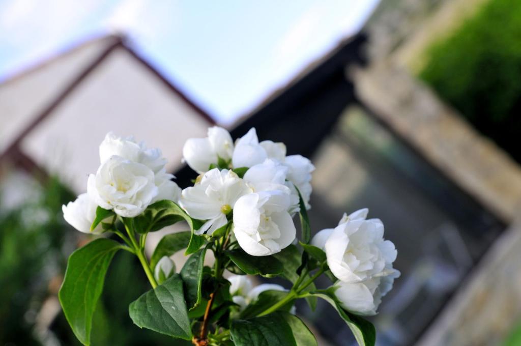 a bouquet of white flowers in front of a building at La Casa de Colores in Muñopepe