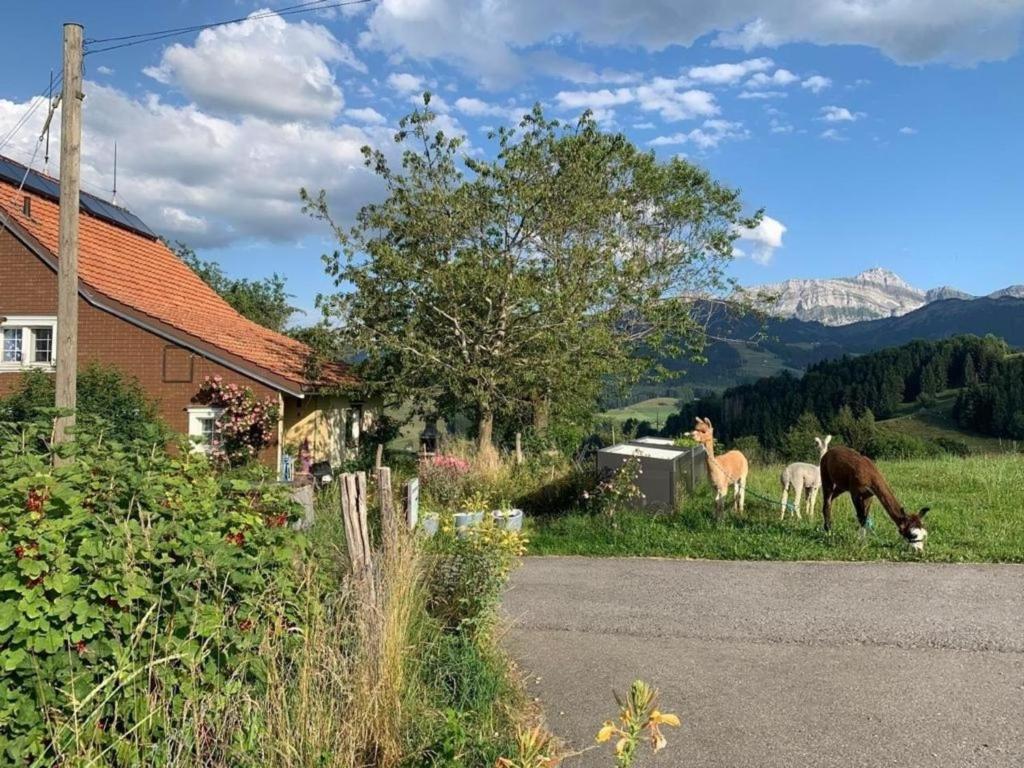 three horses grazing in the grass next to a house at Ferienwohnung Tiererlebnishof Windegg in Urnäsch