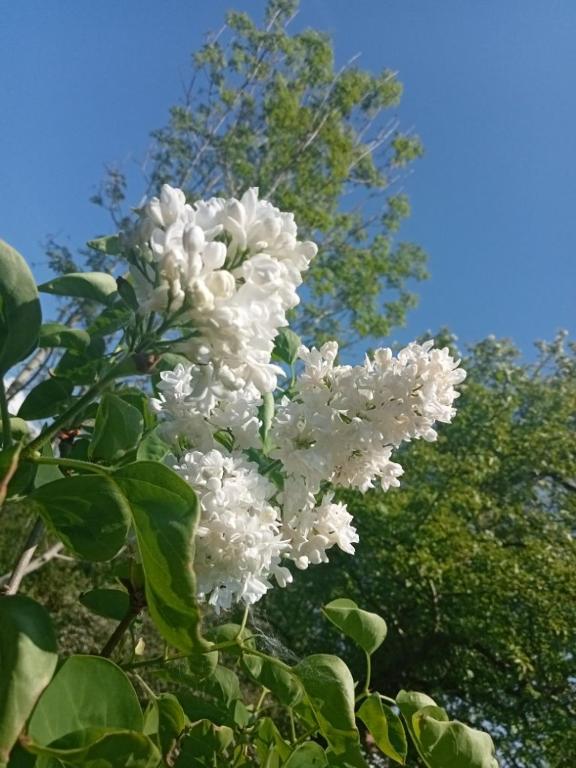 une fleur blanche sur un arbre avec des arbres en arrière-plan dans l'établissement Entre terre et mer, à Camiers