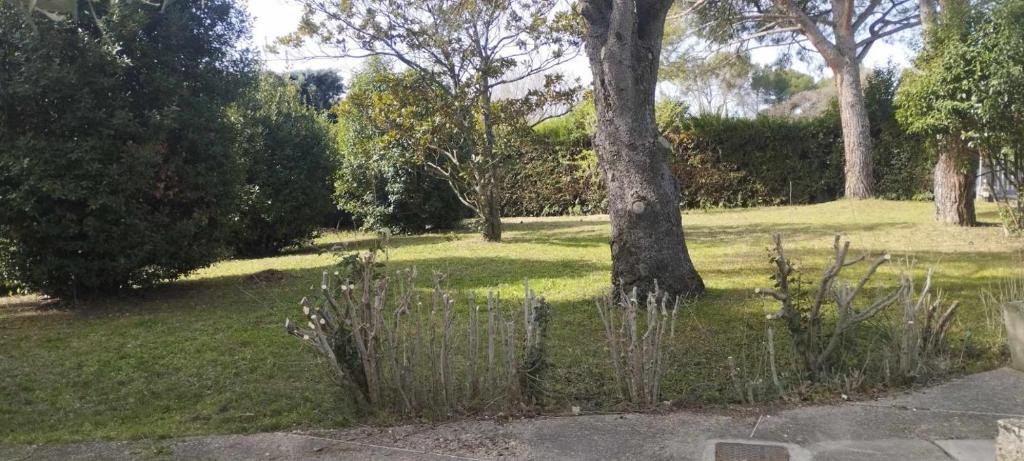 un parc avec un arbre et quelques herbes et arbres dans l'établissement Appartement privatif avec extérieur, à Aubignan