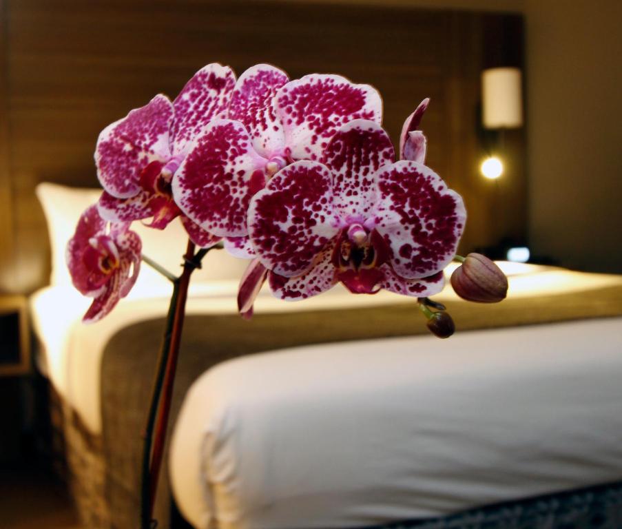 Executive Inn & Suites Oakland - Rey Suite
