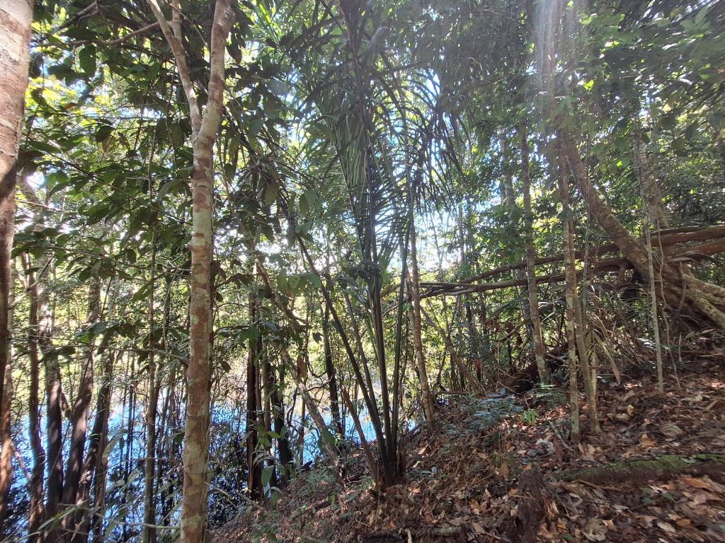 a forest of trees with a river in the background at Sweet Home in Iranduba