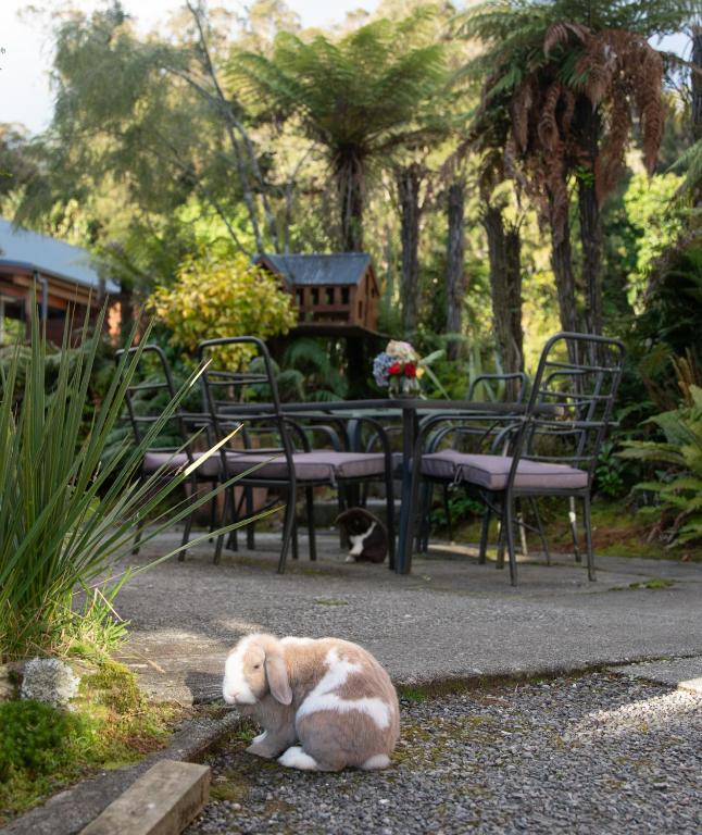 Domácí mazlíčci ubytovaní s hosty v ubytování Fox Glacier Lodge