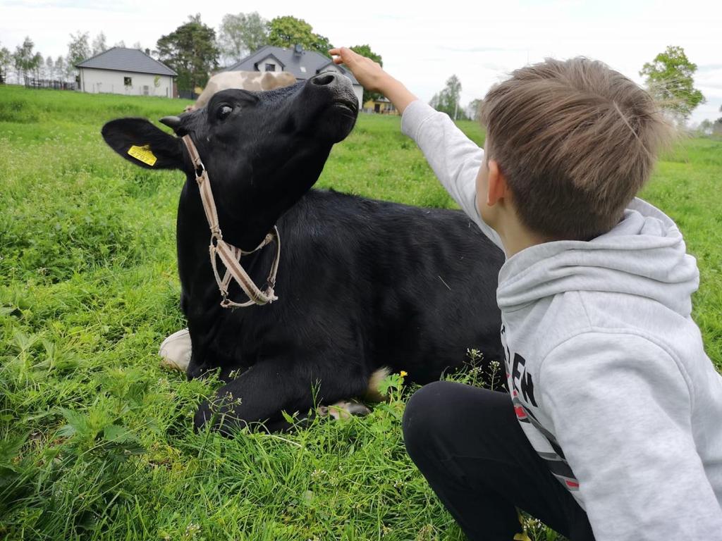 Um rapaz a acariciar uma vaca negra num campo. em Agroturystyka Pod Brzozami em Rychwał