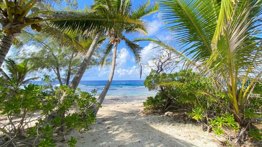 a sandy beach with palm trees and the ocean at MOOREA CHILL and BEACH LODGE in Teavaro