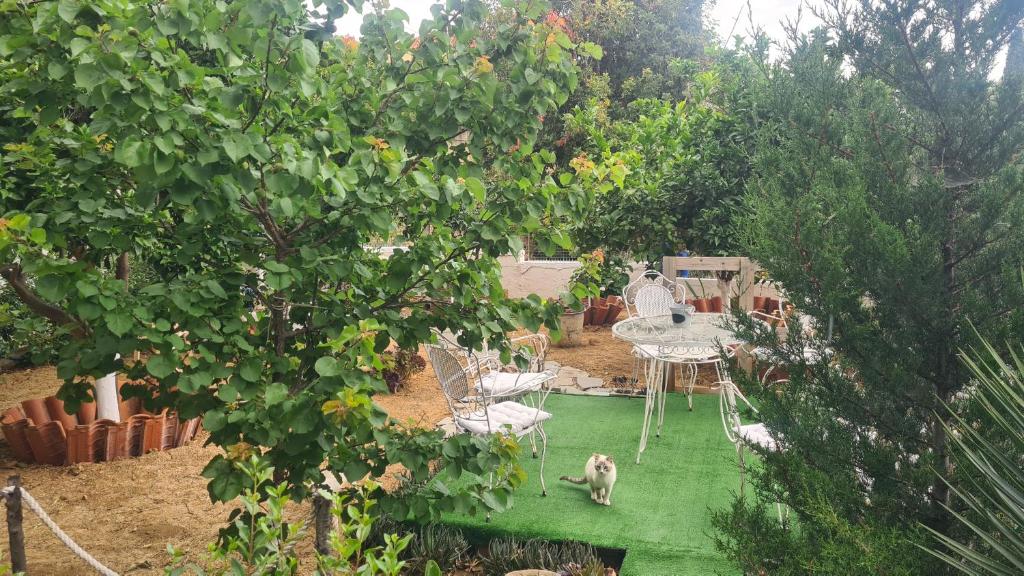 an overhead view of a garden with a table and a dog at stratigato in Chios