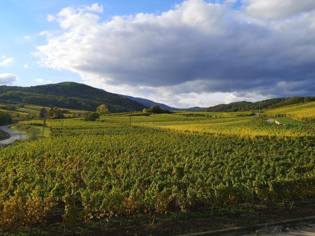 L'Altenberg – photo 41