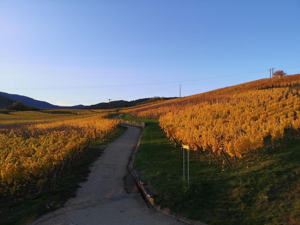 L'Altenberg – photo 43