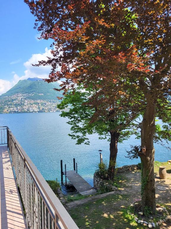 a view of a tree and the water at Dreamapartment 4 Roomlake in Lugano