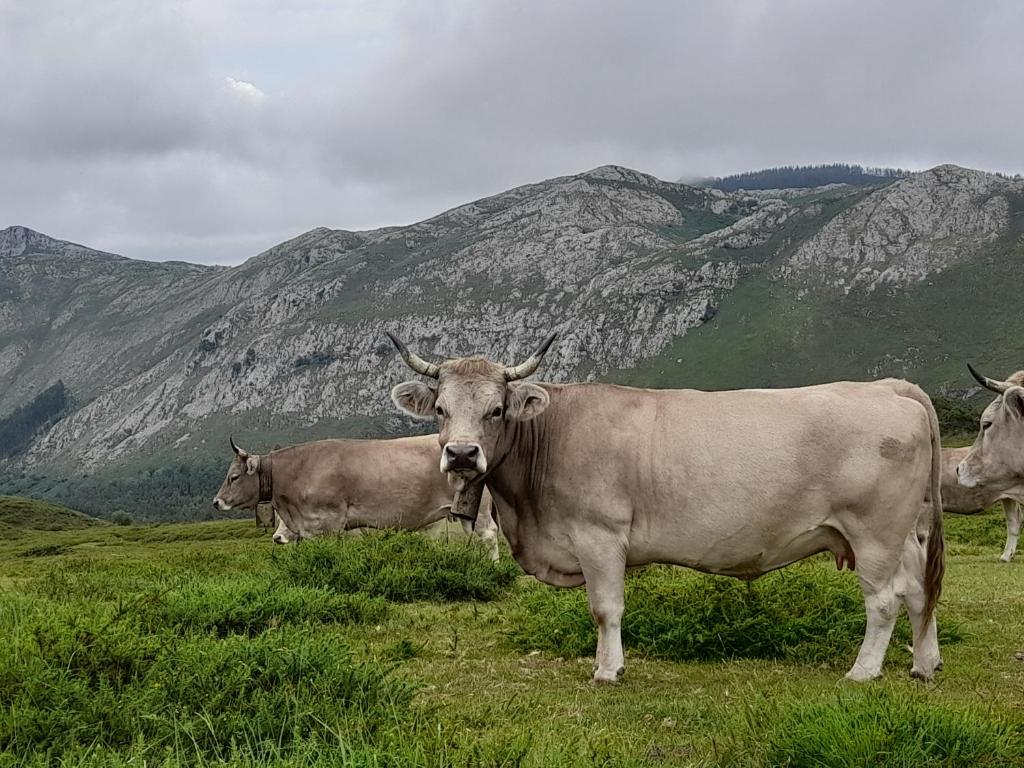 Zvířata v prázdninového domu nebo okolí