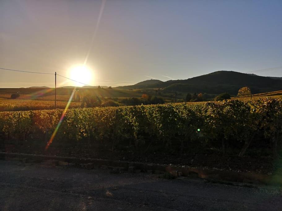 Le cocon de Jeannette – photo 18