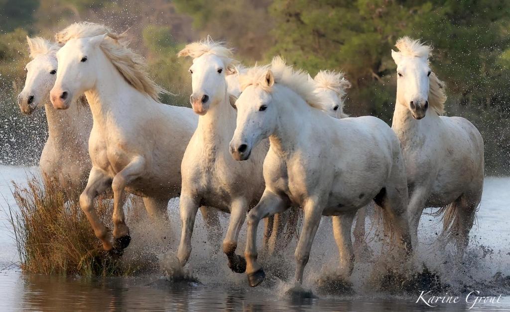un grupo de caballos blancos corriendo en el agua en MANADE SAINT LOUIS Mas de La Paix en Montcalm