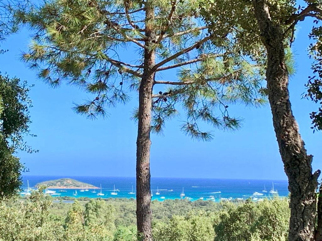 a view of the ocean from between two trees at auxcheneslieges in Lecci