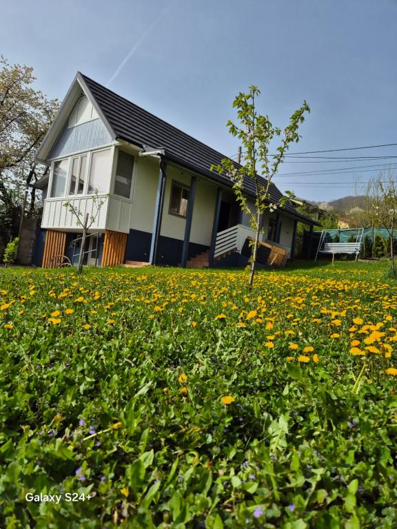 a house with a field of flowers in front of it at Casa Haiducului in Baia Mare