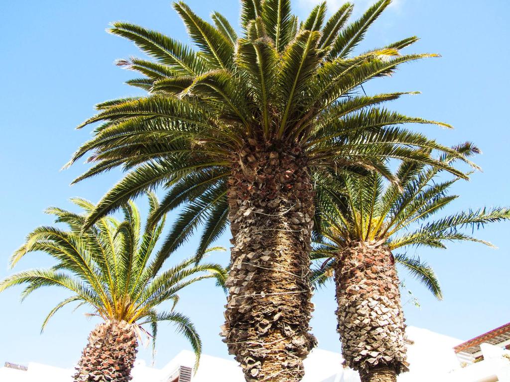 Fotografie z fotogalerie ubytování Little Gem apartment, Los Molinos v destinaci Costa Teguise