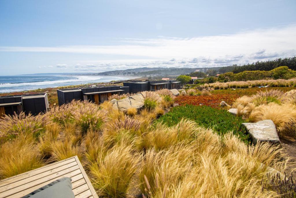a field of tall grass with the ocean in the background at Hotel Alaia in Pichilemu