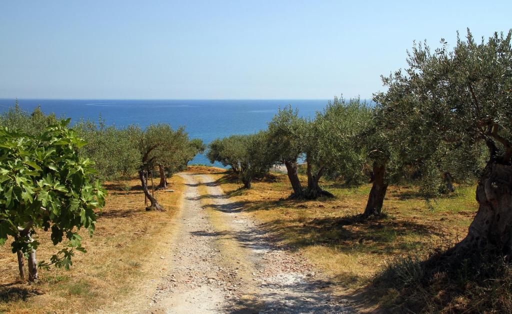 un camino de tierra con árboles y el océano en el fondo en Tenuta Petreria, en Santo Stefano di Camastra