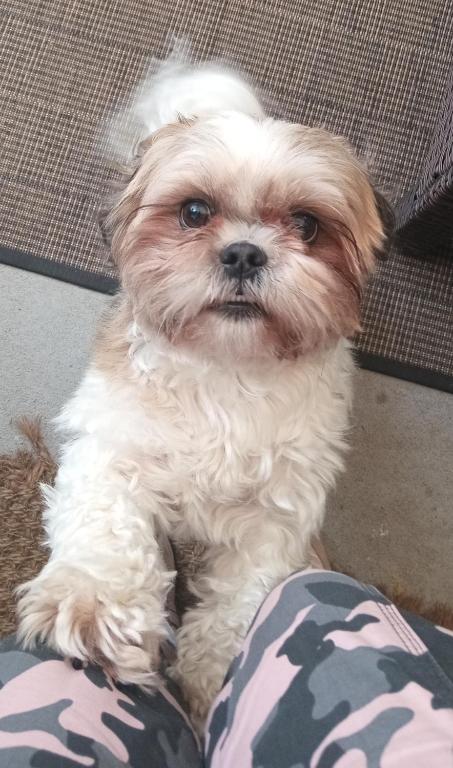 Tokaanu Lodge Motel - Resim 19