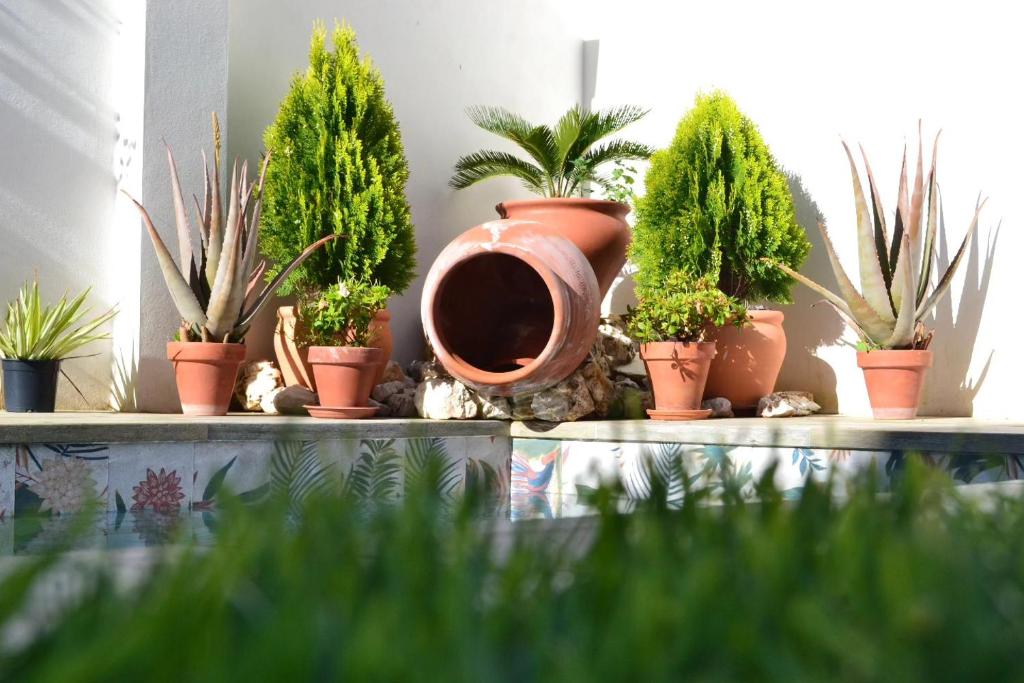 a group of potted plants sitting on a shelf at Casa Rural La Madroña in Fuentelabrada de los Montes