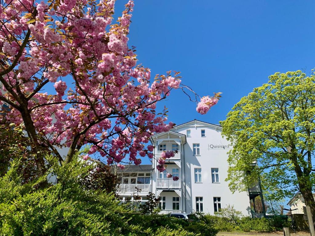een bloeiende boom voor een wit gebouw bij Ferienwohnung mit Meerblick und Sauna in Göhren