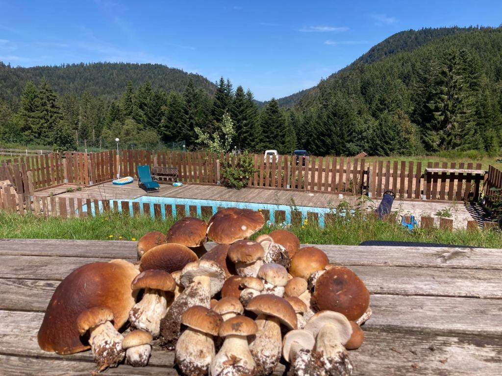Príroda v okolí apartmánu