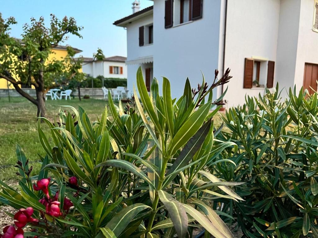 a group of plants in front of a house at Private apartment with garden in Cannigione