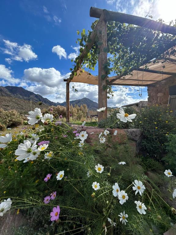 a field of flowers in front of a pergola at Casita de ensueño Andes Crucecita in Las Compuertas