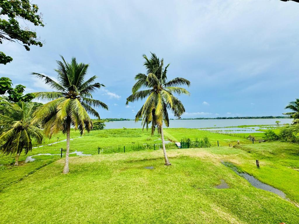 two palm trees in a grassy field next to a body of water at Lake View Cottage in Tissamaharama