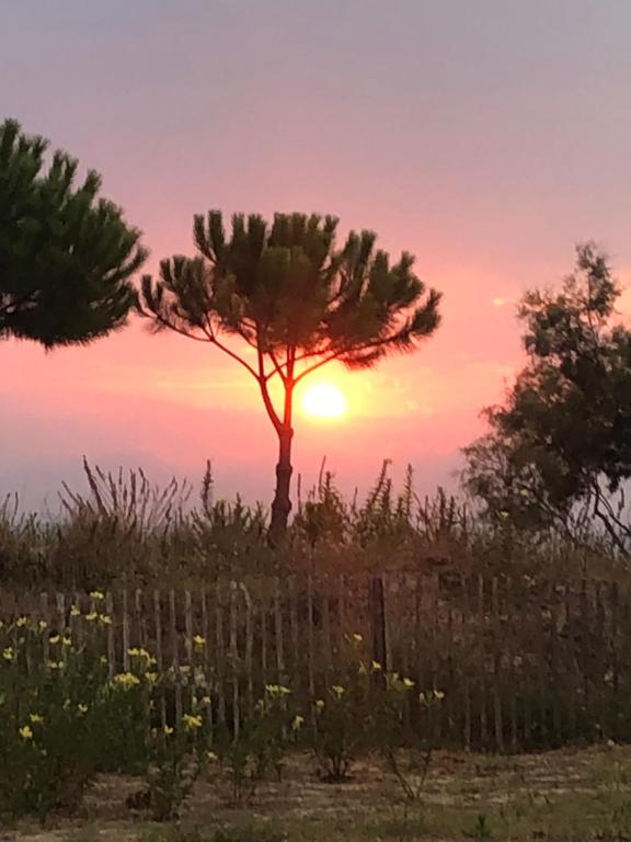 un arbre dans un champ avec le coucher du soleil en arrière-plan dans l'établissement Pieds dans l eau en Camargue, au Grau-du-Roi