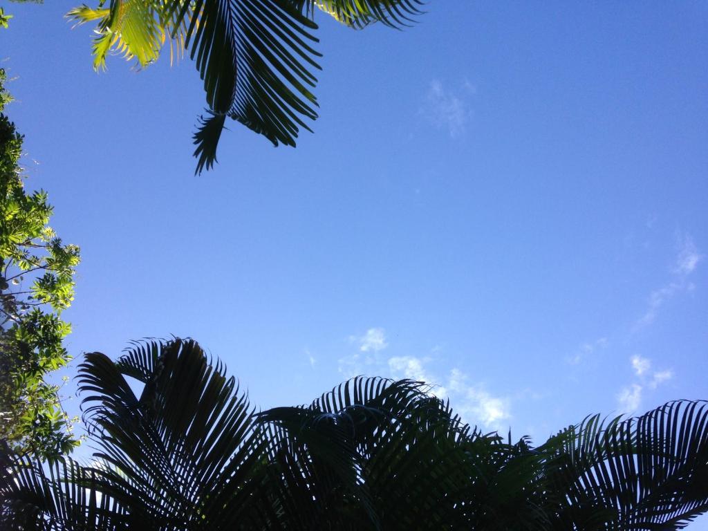 a view of a blue sky with palm trees at Ryan's Rest Boutique Accommodation in Cairns