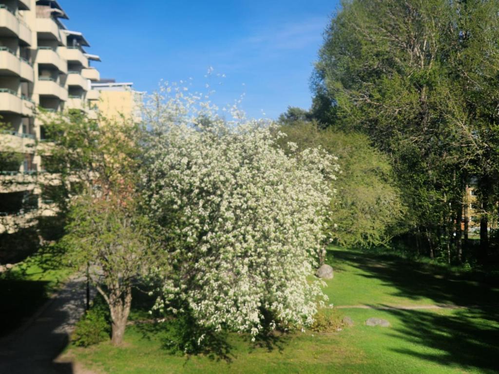 a flowering tree with white flowers in a yard at Jahminatu`s Apartment in Södertälje