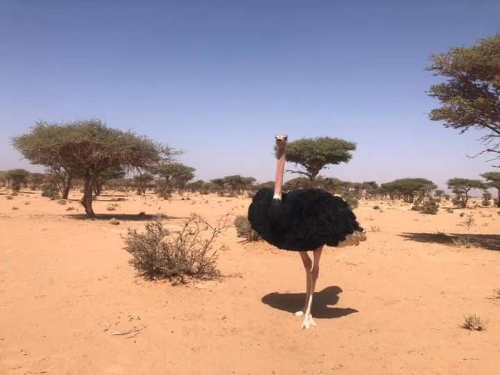 un avestruz caminando en el desierto en Bivouac Erg chegaga, en Zagora