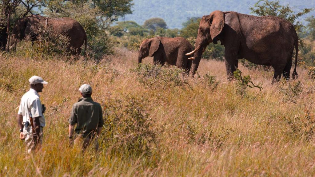dos hombres parados en un campo mirando elefantes en Green Garden Serengeti Luxury Tented Camp en Banagi