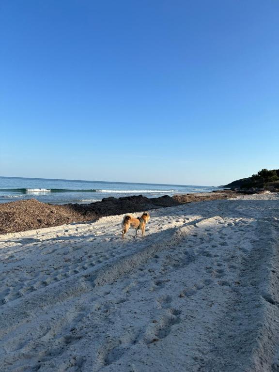 サントロペにあるPlage des Salins Parc des Salins St Tropezの海辺の砂浜を歩く犬