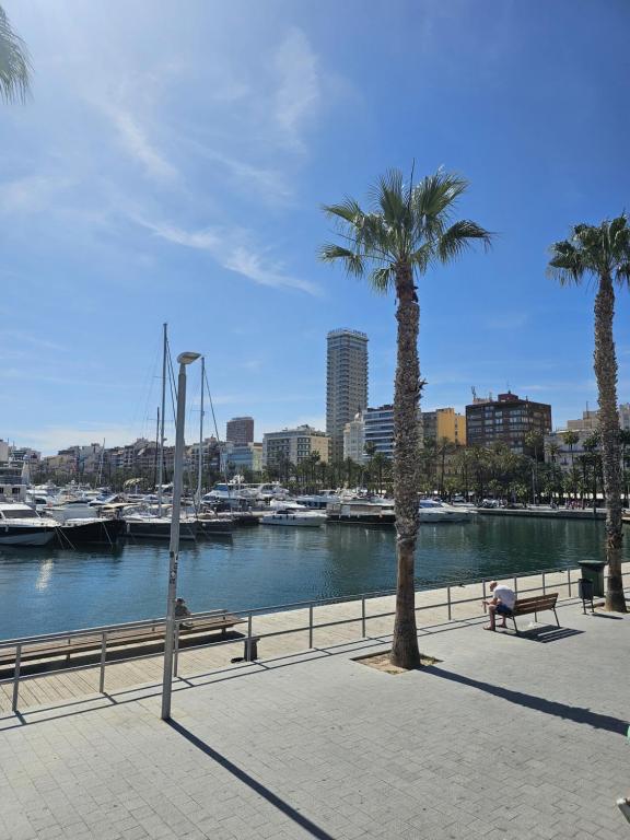 a marina with palm trees and a person sitting on a bench at Apartamentos Turísticos KENZAMIN in Alicante