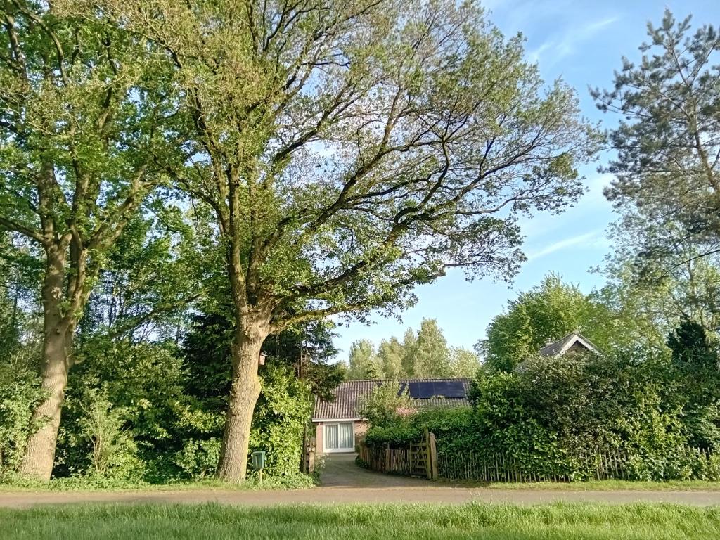 ein Haus inmitten eines Gartens mit Bäumen in der Unterkunft Ruim huisje op een prachtige plek in Hemrik