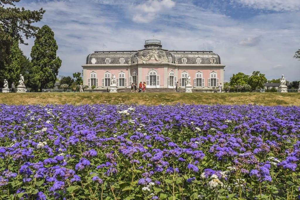 a field of purple flowers in front of a building at Gemütliche Ferienwohnung nähe Schloss Benrath & Rhein Düsseldorf Urdenbach in Düsseldorf