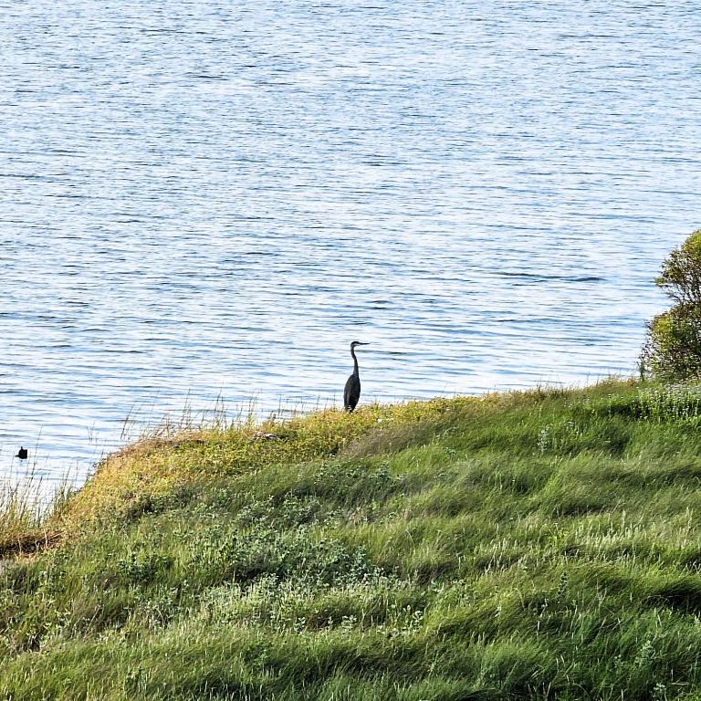 a bird standing on a hill next to the water at Aly-Kats Flip Flop Flat in Rockport