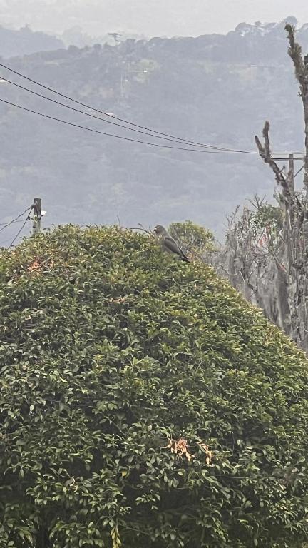 un oiseau assis au-dessus d'un arbre dans l'établissement Posada valencia, à Moniquirá