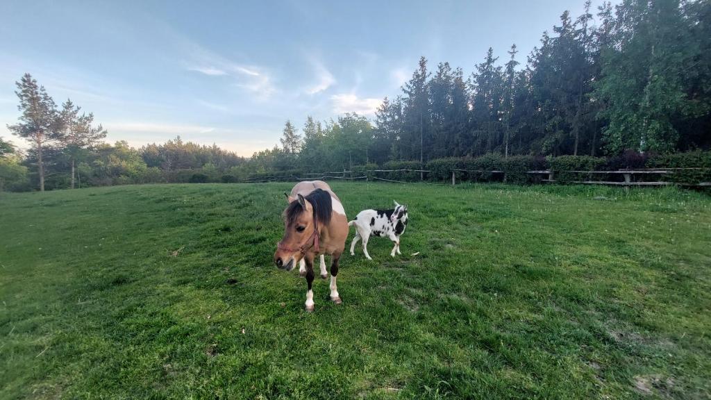 Zvířata v venkovského domu nebo okolí
