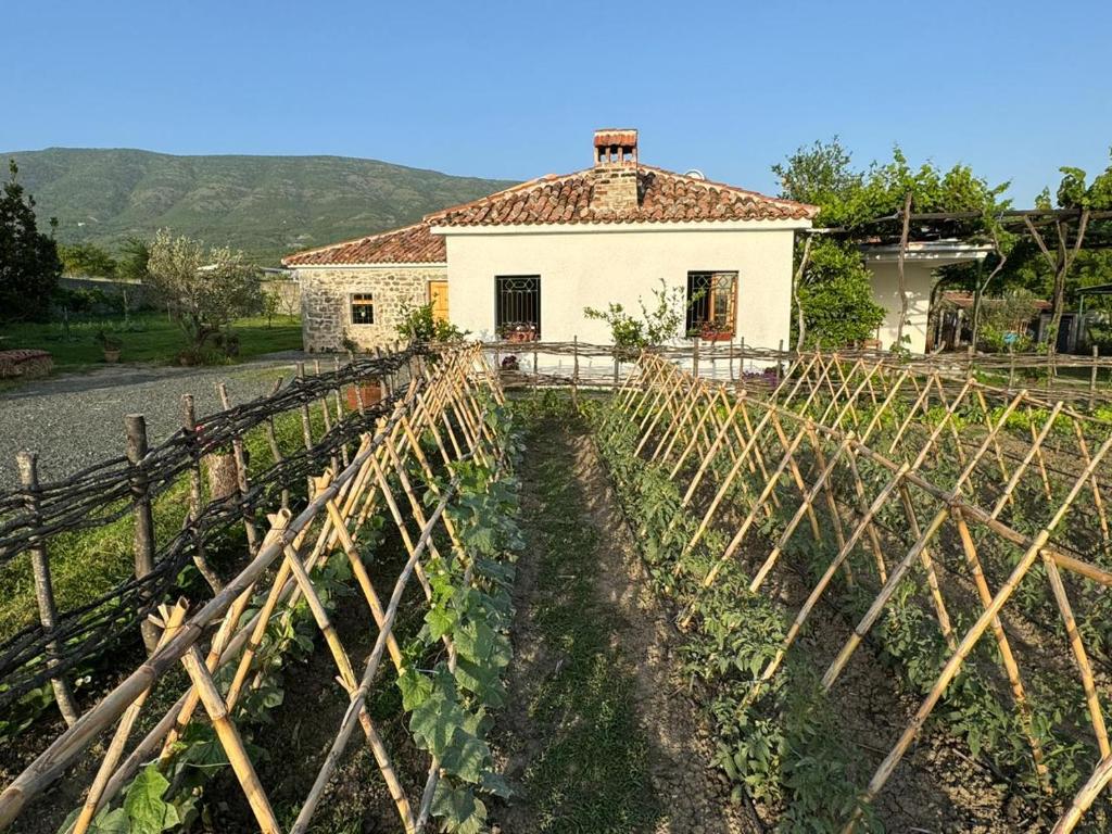 a vineyard with a house in the background at Guesthouse Vitoria - Mrizi i Zanave in Fishtë