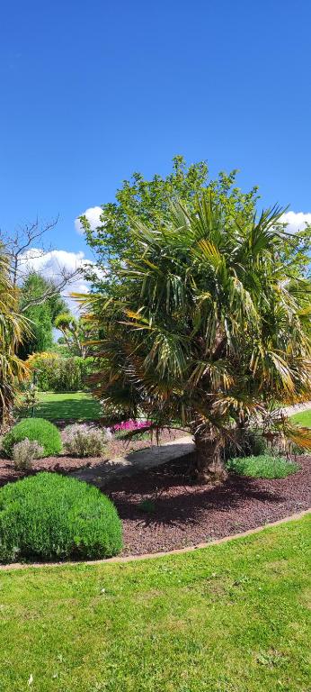 un jardin avec un palmier et quelques buissons dans l'établissement Le Ptit Normand entre Ville & Plages, à Loucelles