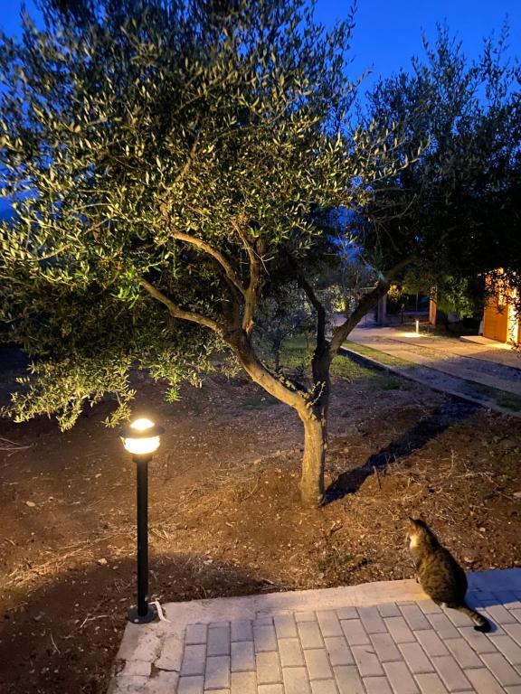 Fotografie z fotogalerie ubytování Askalosia villa v destinaci Agios Georgios