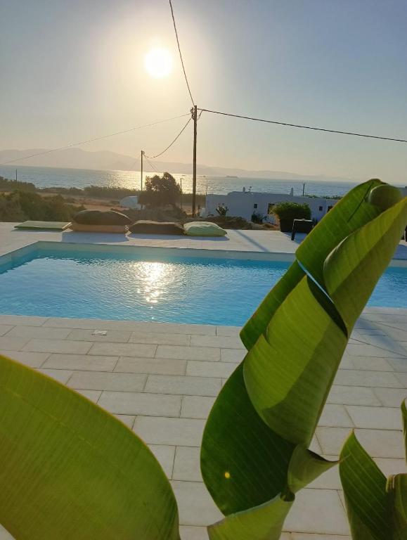a view of a pool with a large green plant at Plaka's house seaside view in Plaka