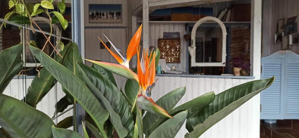Eine Pflanze mit einer orangefarbenen Blume vor einem Haus in der Unterkunft B&B Fischerstüble - adults only in Hagnau