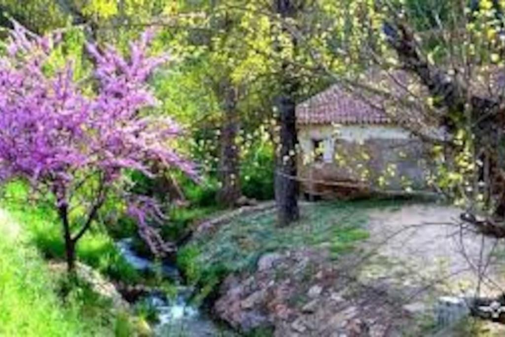 O grădină în afara Casa Jara