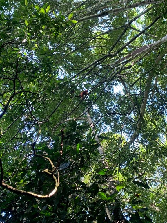 a bird is sitting in the branches of a tree at Orchid Bugalows. in Timbanglawang