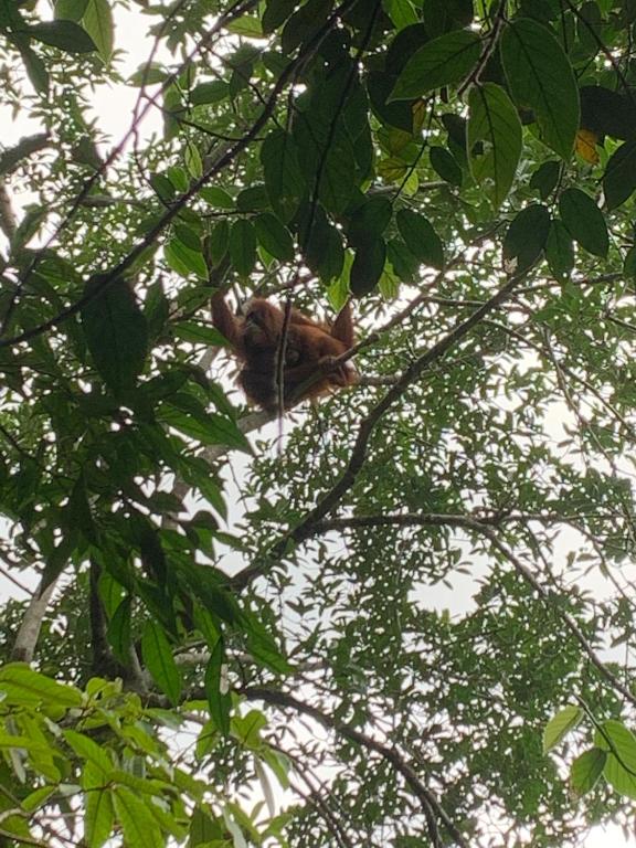 a bird is sitting in a tree at Orchid Bugalows. in Timbanglawang